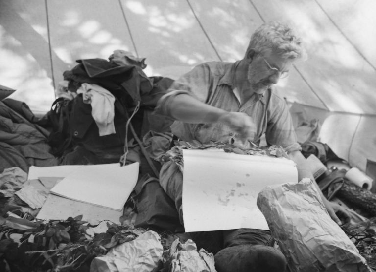 Jacques Rousseau occupé au séchage des plantes, Ungava, Mont Otish. 