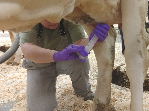 prélèvement de lait sur une vache